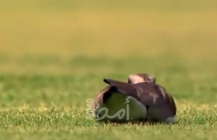 طائر يقتحم  مباراة ويضع بيضة داخل أرضية الملعب..فيديو