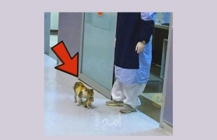 قطة تحمل مولودها المريض إلى المستشفى.. فيديو