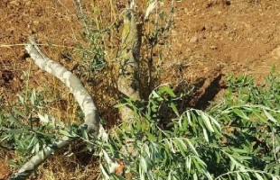 قوات الاحتلال تقتلع (100) شجرة جنوب نابلس