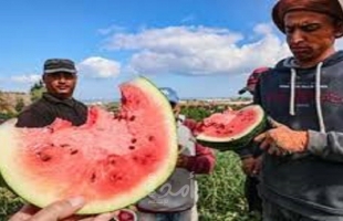 واشنطن بوست تكتب عن قيمة البطيخ الرمزية لوحدة الفلسطينيين