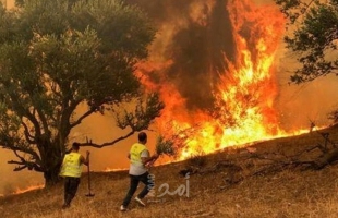 حرائق في غابات المغرب وسط جهود متسارعة لاحتواء النيران