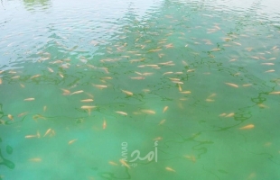 ثابت: مشاريع الاستزراع السمكي في غزة ستطرح إنتاجها من أسماك الدنيس في "إبريل" القادم