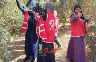 عشرات النساء يساعدن المزارعين في قطف "ثمار الزيتون" شمال قطاع غزة