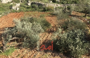 رام الله: مستوطنون يقطعون (100) شجرة زيتون في ترمسعيا