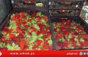 زرعت في غزة.. صحيفة عبرية تكشف عن تهريب "فراولة" إلى تل أبيب