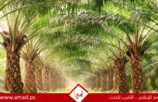 أفكار لتحويل أوراق النخيل لقطع ديكور مميزة في المنزل