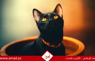 تفسير رؤية القط الأسود في علم الطاقة