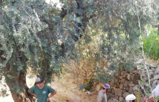مستوطنون يقطعون أشجار زيتون جنوب نابلس