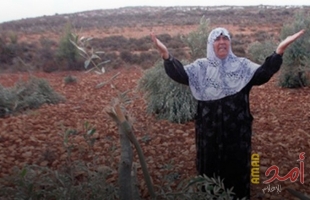 جرافات الاحتلال تقتلع أشجار زيتون في أراضي جنوب بيت لحم
