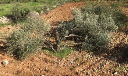 رام الله: جيش الاحتلال يقتلع 120 شجرة زيتون في اللبن الغربي