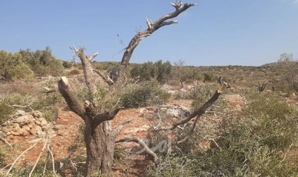 مستوطنون يقطعون 15 شجرة زيتون في أراضي "كفر الديك" غرب سلفيت
