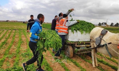 زراعة حماس تعلن أراضي المزارعين شرق غزة "مناطق منكوبة"