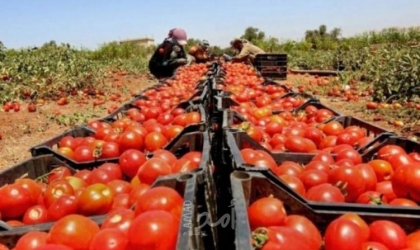 اتحادات وشركات زراعية تدعم قرار حكومة رام الله منع إدخال المنتجات الإسرائيلية
