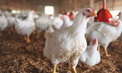اقتصاد حماس: سعر الدجاج الحي 12 شيكل ابتداءا من الخميس