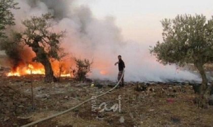 مستوطنون يحرقون مئات أشجار الزيتون بمسافر يطا جنوب الخليل