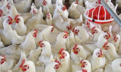 حلس يكشف لـ"أمد" عن أسباب ارتفاع أسعار البيض والدجاج في قطاع غزة