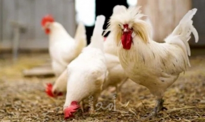 رام الله: وزارة الزراعة تعلن إجراءات وقائية مشددة بعد تفشي "انفلونزا الطيور"