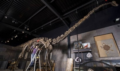 عرض عظام ديناصور للبيع بـ126 مليون جنيه