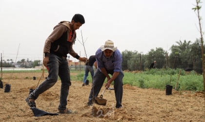 لجان العمل الزراعي تتنفيذ مشروع زراعة (160) دونم من أشجار الخوخ بخانيونس