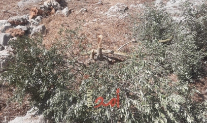 نابلس: مستوطنون يقطعون أشجار زيتون ويسرقون ثماراً