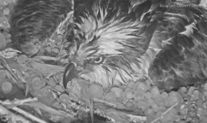 كاميرا ترصد أنثى طائر عقاب تحمى بيضها من عاصفة ثلجية "فيديو"