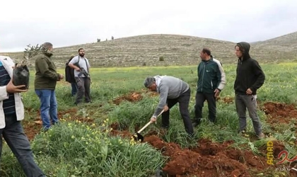 مستوطنون يقطعون 25 شجرة زيتون معمرة في نحالين غرب بيت لحم
