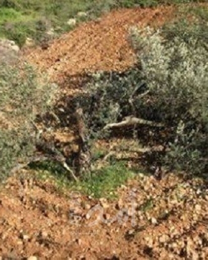 سلطات الاحتلال تصادق على تقطيع آلاف أشجار الزيتون جنوب بيت لحم