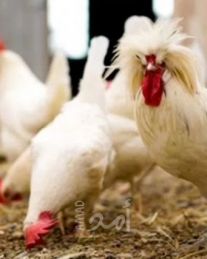 اقتصاد حماس: سعر جديد للدجاج بدءًا من الخميس