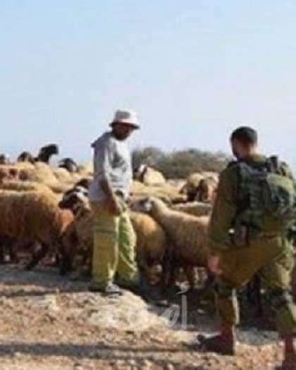 الجيش الإسرائيلي يسرق (100) رأس "ماعز" جنوب لبنان