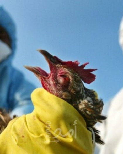 زراعة حماس: أوقفنا استيراد الدواجن من المناطق الموبوءة بإنفلونزا الطيور في إسرائيل