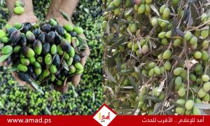 شجرة الصمود في مواجهة الاستيطان: معركة الفلسطينيين للوصول إلى حقولهم