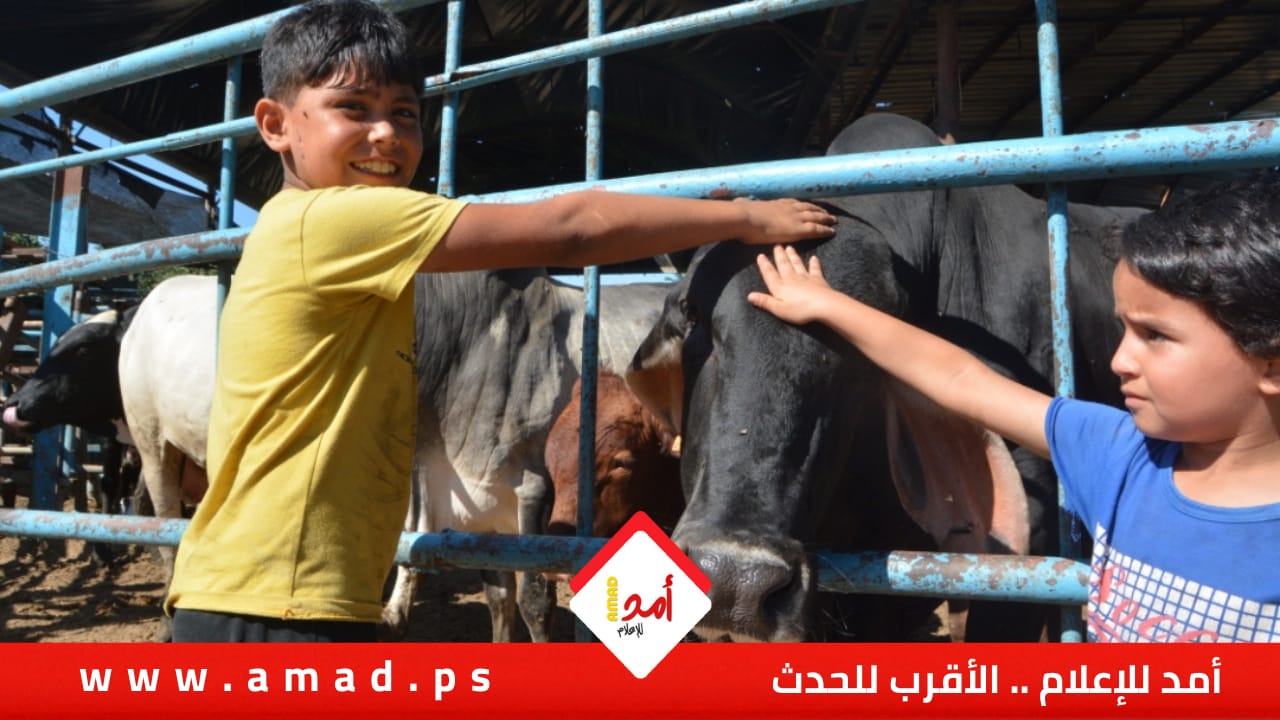 بالفيديو: عيد الأضحى في  قرية جورة الشمعة... فرحة مثقلة بغلاء الأسعار وضعف الإقبال